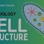 Cell Structure GCSE Biology The GCSE Science Teacher