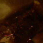 Underground Creatures