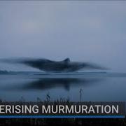 Mesmerising Murmuration