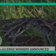 2022 Florida Python Challenge Winner Takes Home 10 000 For Bagging 28 Snakes