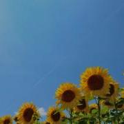 Summer Nature Sound In Japan Cicada Shrilling 120min