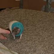 My Sweet Rat Blueberry Doing Some Fun Tricks In Her Sweater