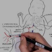 Foetal Fetal Circulation
