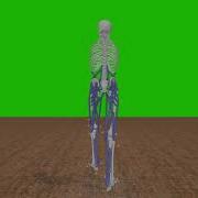 OpenSim Gait IK And Scaling