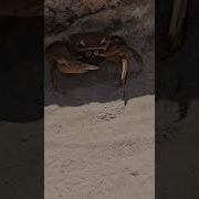Crab Walking Shorts Ocean Saltlife Crab Weird