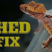 STOP Reptile Shed Issues A Secret That Nobody S Talking About Shed Reptileshed