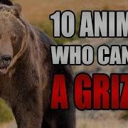 10 Animals That Can Kill A Grizzly Bear