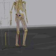 Musculoskeletal Gait Model Using Kinect Input