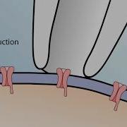 The Patch Clamp Method
