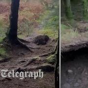 Forest Floor In Scotland Appears To Breathe As Storm Babet Winds Lift Roots