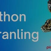 PicoCTF Python Wrangling