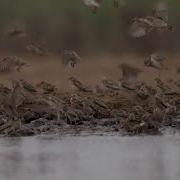 Red Billed Quelea Flocks Are Very Noisy