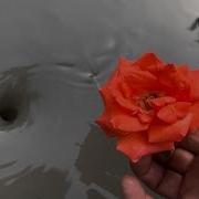 Amazing Water Vortex Experiment Whirlpool Hole Vs Flowers Kaktus