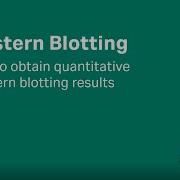 Western Blotting Tips How To Obtain Quantitative Western Blotting Results