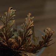 Rose Of Jericho Resurrection Timelapse Video