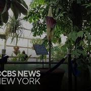 Rare Corpse Flower Blooms At Brooklyn Botanic Garden