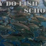 Why Do Fish School BLUE WORLD ACADEMY