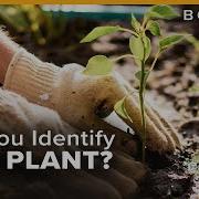 Botany Basics How To Identify Different Plant Species Around You