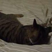 Kitty Attacks Bed Sheets
