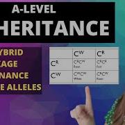 Inheritance Punnet Square Genetic Crosses Overview Of All Inheritance For A Level Biology