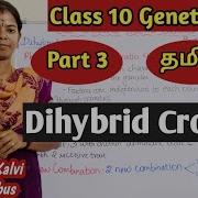 Dihybrid Cross Class 10 Science Unit 18 Genetics