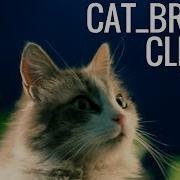 Cat Breeds CLI Gem Demo Flatiron Student CLI Gem Portfolio Project 1