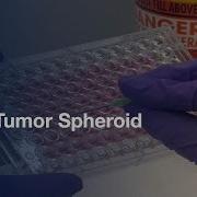 3D Tumor Spheroid Invasion Assay Protocol Preview