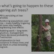 Long Term Impacts Management Of Emerald Ash Borer