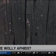 Woolly Aphids What Are The Small White Bugs Floating Around East Tennessee