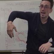Spinal Nerve Plexus Peripheral Nervous System