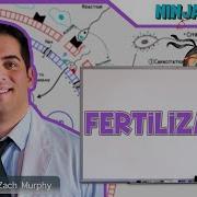 Reproductive System Fertilization