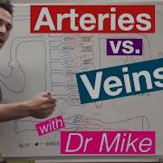 Blood Vessels Cardiology