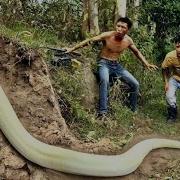 3 Brave Experts Catch Giant White Snake With Their Hands
