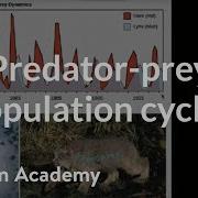 Predator Prey Population Cycles Ecology And Natural Systems High School Biology Khan Academy