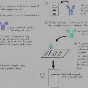 Western Blotting