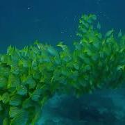 Complex Adaptive Systems School Of Fish