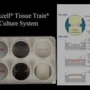 Creating A Bioartifical Construct With The Tissue Train System