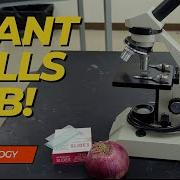 What Do Plant Cells Look Like Under The Microscope