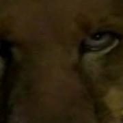 Animorphs Lion Face Morph