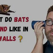 What Do Bats Sound Like In Walls A Sound Odyssey