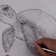 How To Draw A Sea Turtle Sketch Tutorial