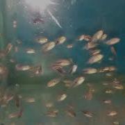 Red Devil Cichlid Blood Parrot Cichlid Breeding Eggs To Adult Hybrid Breeding Project Day 44