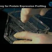 Antibody Array For Protein Expression Profiling