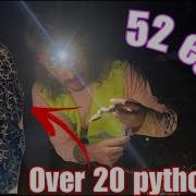 Catching 21 Pythons On A MASSIVE Python Nest OVER 50 EGGS Duffdoesnaturestuff
