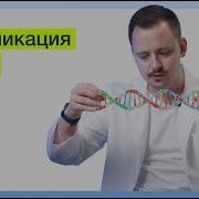 Репликация ДНК SYNAPSE