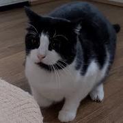 Cat Wiggles Butt Before Pouncing On Camera 4K