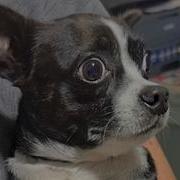 Heartbreaking Moment Dog Realizes Family S Leaving Her At Shelter
