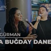 Öykü Gürman Kubat Arpa Buğday Daneler Çok Akustik