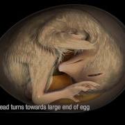 Chicken Embryo Development