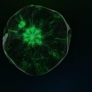 Trapcode Tao Energy Ball